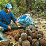 La castaña: Bolivia apunta a un año récord para el oro amazónico