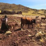 Casi 50.000 cabezas de ganado están afectadas por la sequía en tres departamentos
